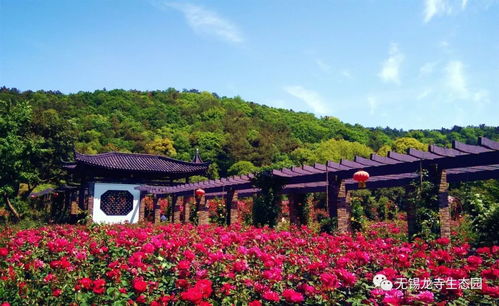 龍寺生態園99999株月季玫瑰齊綻放 暮春時節花正艷