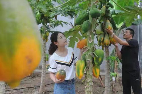 淄博淄川 山東欣澤順富硒生態園，南果北種繪就鄉村振興的‘硒’望畫卷